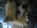 Pic0930070