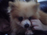 Pic0930076