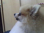 Pic1007069