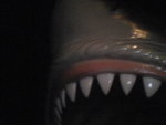 Pic0711014