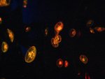 IMG_4995