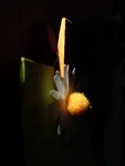 DSC00113B+