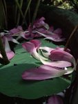 DSCF5861B+