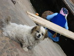Nothing special, just a dog