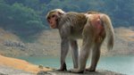 monkey