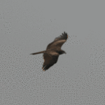 eagle1