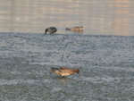 IMG_9196-1
