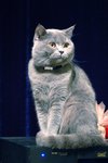 上台表演