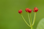 _DSC0078
