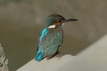 DSC_0037-1