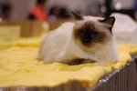 _DSC0219