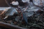 _DSC0192