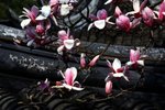 Magnolia in WangShiYuan, 1 of the 4 Famous Gardens of Suzhou