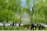Bai Causeway 白堤:一株楊柳,一棵挑樹,一株楊柳,一棵挑樹...的佈局。不知那處有梅花間竹?
