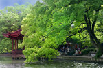 樟樹乃杭州的市樹。西湖到處都有枝葉茂盛的老樟樹。
