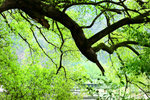Old Camphor Tree 樟樹 in Xiaoqi (Lower) 下曉起