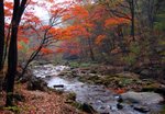 Serene Brook in Late Autumn