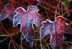 Frosted Leaves in Early Morning