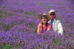 Lavender Field: On the Way to Lake Sayram