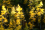 Golden trees in EChu Mountains 火樹銀花耀俄初