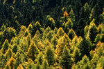 Golden tips of pine forest.