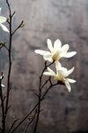 Magnolia in Red Bean Canyon, Huquan of Shanxi
白玉蘭