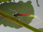 Dragonfly in Shatin Park
