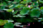 Lotus Pond in San Tin