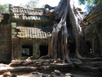The Strangler Fig Tree inside Ta Prohm Temple