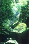 "Deep in the stream 深澗中", 5/5/2002