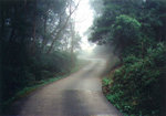 "Fog on the road 路中霧, 霧中路", Tsuen Kam Au 荃錦坳, 24/11/2002