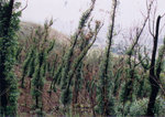 l"Leaves on charcoal 碳上生葉", South of Tai Mo Shan 低植林徑, 8/4/2002