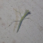 8. New baby of mantis, with right rear leg missing. I found it inside the escalator. 16/6/2005.