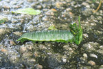 12. A big caterpillar, 26/6/2005.