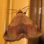 17. A moth, 2/7/2005.