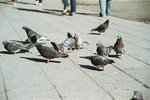 第五日:淺草寺前的一堆白鴿