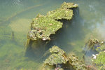 On the river, there are islands of floating alga.