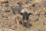 This pig chased us!