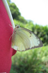 A white butterfly.