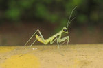 Baby mantis 螳螂仔, around my home, 29/3/2007.