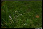 IMGP4394