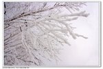 _MG_0791