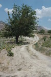 Rose Valley