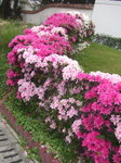 DSCF2390