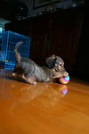 IMG_0987a