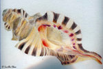 shell3
