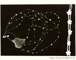 photogram1