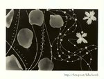 photogram2