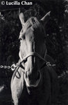 lucillachan_horse1