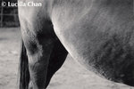 lucillachan_horse2